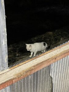 倉庫に突然現れた時のハートさん